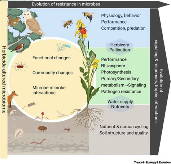 Exploring the Life and Impact of Clara Chia: A Comprehensive Biography